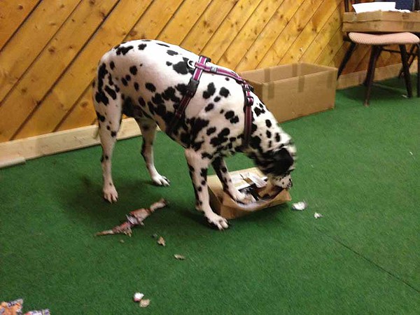 med_DA sind bestimmt Leckerchen drin.jpg (600 x 450)